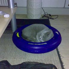 British Shorthair Mulle