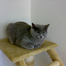 British Shorthair Mulle
