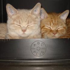 British Shorthair Ollie og Lodberg