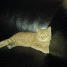 British Shorthair Ollie og Lodberg