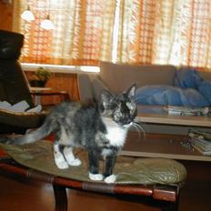 Blanding af racer Mulle Død:(