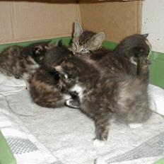 Blanding af racer Mulle Død:(