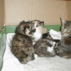 Blanding af racer Mulle Død:(