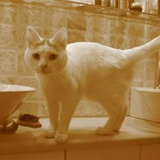 Blanding af racer Sylvester