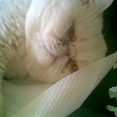 Blanding af racer Polka 