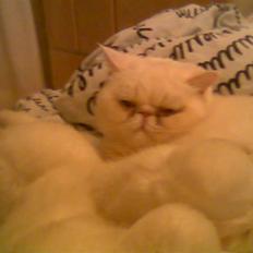 Blanding af racer Polka 