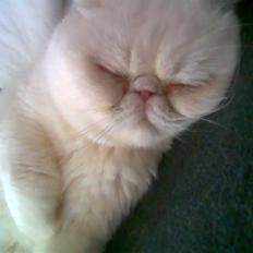 Blanding af racer Polka 