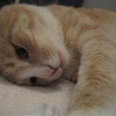 Blanding af racer Bent