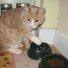 Blanding af racer Bent