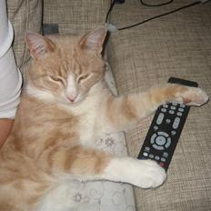 Blanding af racer Bent