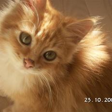 Blanding af racer Minnie