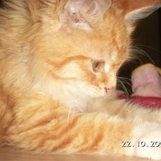 Blanding af racer Minnie