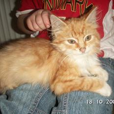 Blanding af racer Minnie