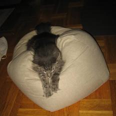 Norsk Skovkat Basse R.I.P.