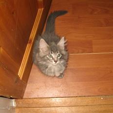 Norsk Skovkat Basse R.I.P.