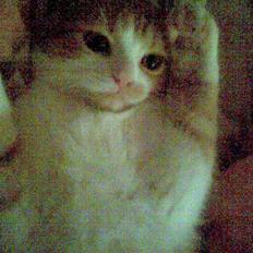 Blanding af racer Luffe 2