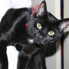 Huskat Bones ( Bette Nuller)