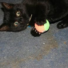 Huskat Bones ( Bette Nuller)