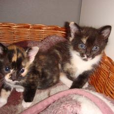 Huskat Ferrari og Andrea