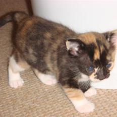 Huskat Ferrari og Andrea