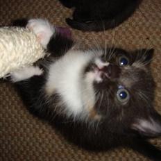 Huskat Ferrari og Andrea