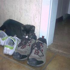 Blanding af racer Kismano