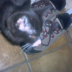 Blanding af racer Kismano