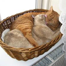 Burmeser Belle Amours Gaby