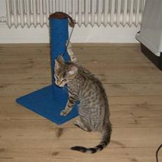 Blanding af racer Aiton R.I.P