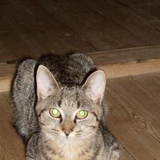 Blanding af racer Aiton R.I.P