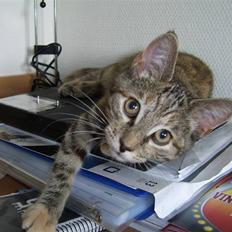 Blanding af racer Lilo