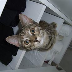 Blanding af racer Lilo