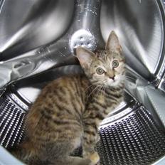 Blanding af racer Lilo