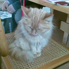 Blanding af racer Sille