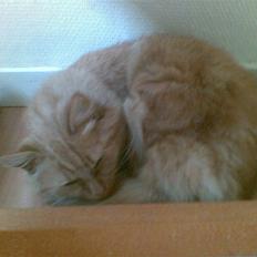 Blanding af racer Sille