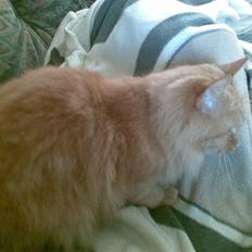 Blanding af racer Sille