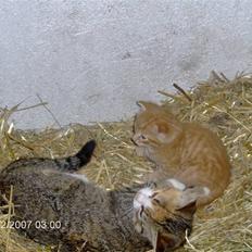 Huskat Miss No Name (død)