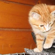 Blanding af racer Garfild