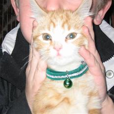 Blanding af racer Garfild