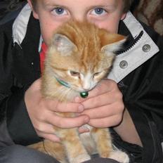 Blanding af racer Garfild