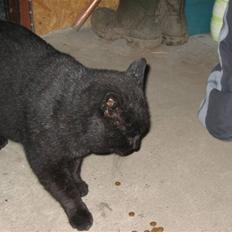 Blanding af racer Findus