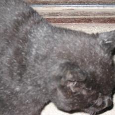 Blanding af racer Findus