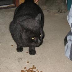 Blanding af racer Findus