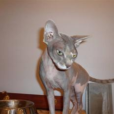 Sphynx rexsine
