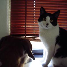 Blanding af racer FRITZ