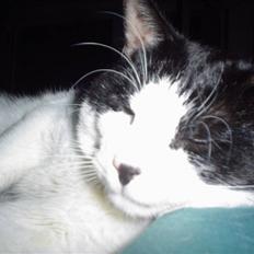 Blanding af racer FRITZ