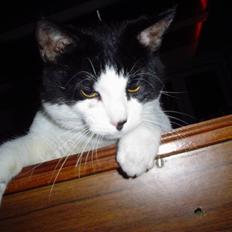 Blanding af racer FRITZ