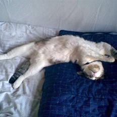 Huskat Georg Ronaldo Jensen