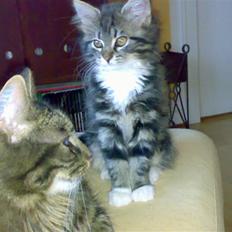 Blanding af racer Mollie