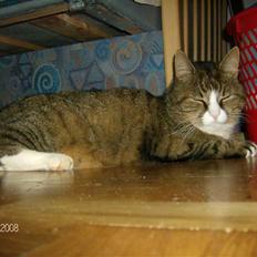 Huskat Lolly Pop (RIP)